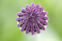 Türkenmohn Samenkapsel