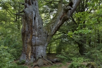 Urwaldbaum