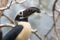Visayas Tariktik Hornvogel
