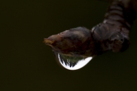 Wassertropfen an Nashi