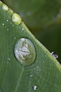 Wassertropfen mit Spiegelung