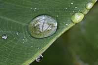 Wassertropfen