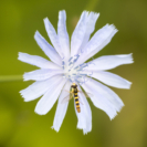 Wegwarte gemeine Stiftschwebfliege