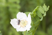 Weichkäfer Cantharis rustica 