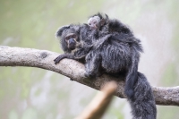 Weißkopfsaki mit Baby