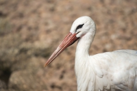 Weißstorch 