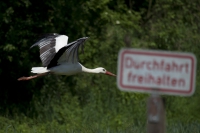 Weißstorch