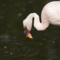 Zwergflamingo