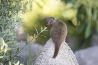 Zwergmanguste