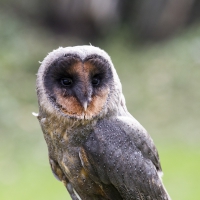 afrikanische Schleiereule