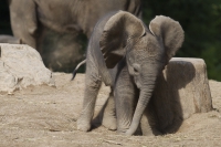 afrikanischer Elefant Baby