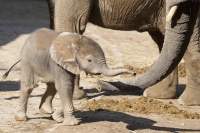 afrikanischer Elefant Baby