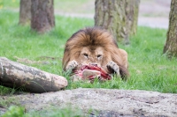 afrikanischer Löwe männlich