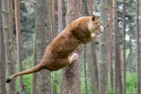 afrikanischer Löwe weiblich