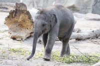 asiatischer Elefant Baby