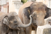 asiatischer Elefant mit Jungtier