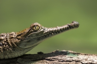 australisches Süßwasserkrokodil Jungtier