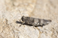 blauflügelige Ödlandschrecke