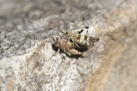 blauflügelige Ödlandschrecke