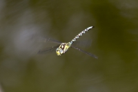 blaugrüne Mosaikjungfer