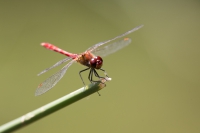 blutrote Heidelibelle