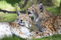 europäischer Luchse