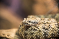 gefleckte Klapperschlange
