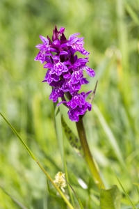 geflecktes Knabenkraut