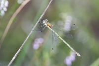 gemeine Binsenjungfer
