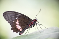 gewöhnlicher Parides