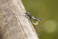 großer Blaupfeil Tandem